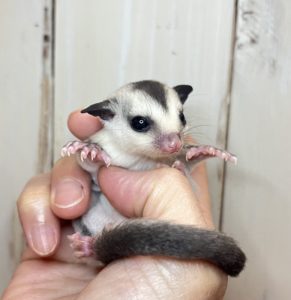 MOMONGAふぁーすと | ブリーダー直販 フクロモモンガ 販売 京王永山駅